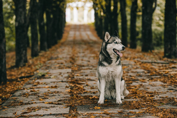 husky dog sitting on foliage in autumn park