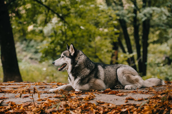 siberian husky dog on foliage in autumn park