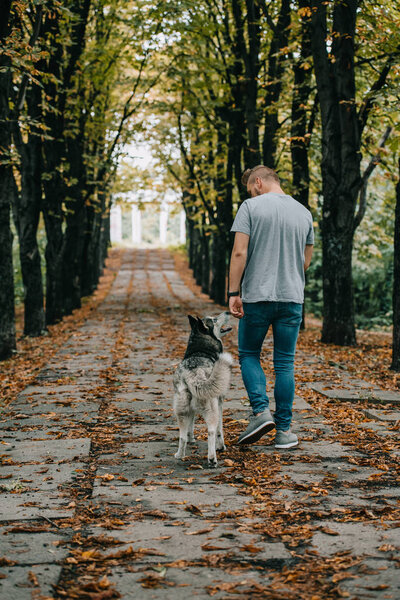 back view of young man walking with husky dog in autumn park