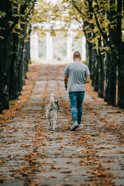back view of man walking with siberian husky dog in autumn park