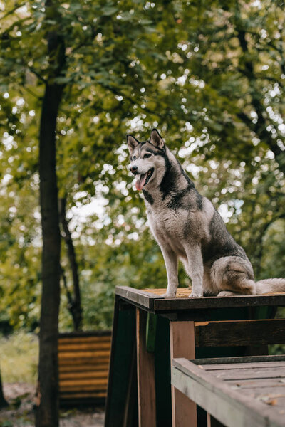husky dog sitting on obstacle on agility ground