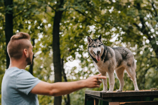 siberian husky on dog walk obstacle in agility trial, selective focus of pointing man 