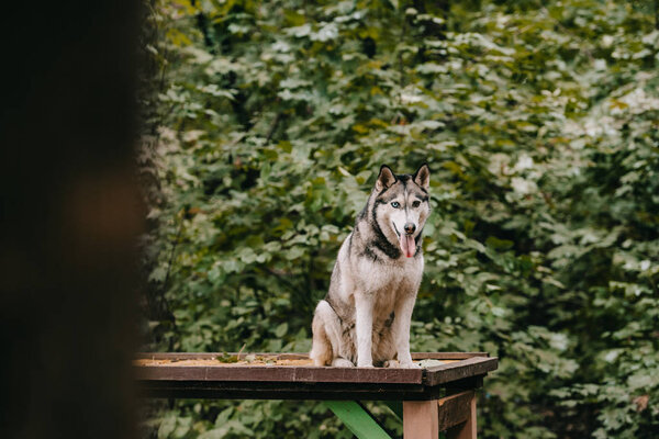 siberian husky dog sitting on obstacle on agility ground