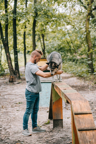 dog trainer working with husky on dog walk obstacle