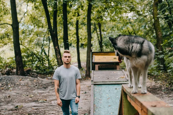 Agility Trainer Mit Gehorsamem Husky Hund Auf Gassi Hindernis — kostenloses Stockfoto