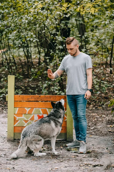 Młody Człowiek Szkolenie Husky Pies Skoki Przeszkodą Parku — Zdjęcie stockowe