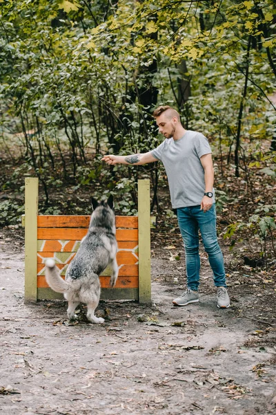 Kynologe Schult Sibirischen Husky Hund Zum Sprung Über Hindernis — Stockfoto