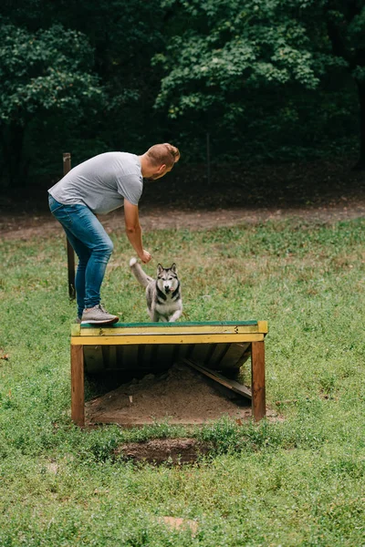Cynologist Training Met Gehoorzaam Husky Hond Lopen Obstakel — Gratis stockfoto
