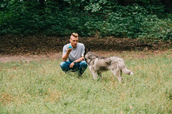 Cinologista Jogando Bola Com Cão Husky Siberiano Parque — Fotografia de Stock