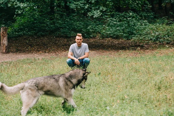 Bărbat Chipeș Jucându Câine Husky Siberian Parc — Fotografie de stoc gratuită