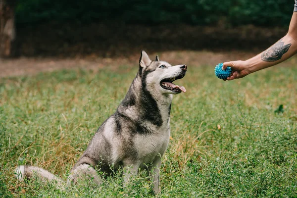 Visão Cortada Homem Jogando Bola Com Cão Husky Siberiano — Fotografia de Stock