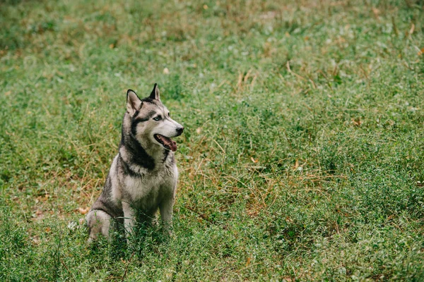 Harige Siberische Husky Hond Zittend Het Gras — Stockfoto