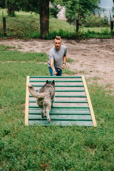 dog trainer with obedient husky on dog walk obstacle 