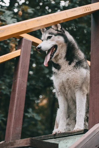 Grijze Siberische Husky Hond Agility Ter Plekke — Stockfoto