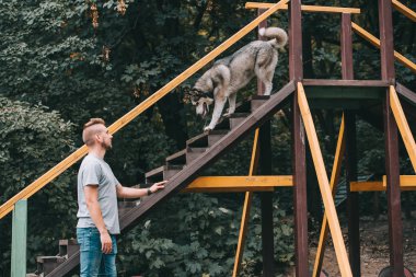 Cynologist ile merdiven engel üzerinde itaatkâr husky köpek 