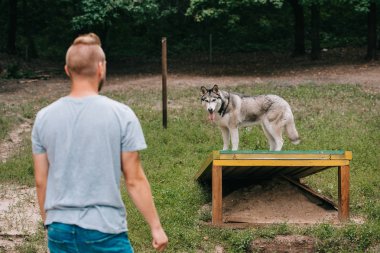 Sibirya husky köpek yürüyüş engel üzerinde eğitim genç adam 