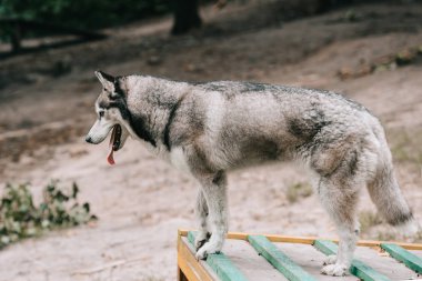 Husky köpek çeviklik zeminde engel üzerinde duran