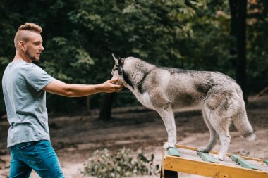Siberian dış yapraklar ile köpek yürüyüş engel üzerinde çalışan köpek eğitmeni 
