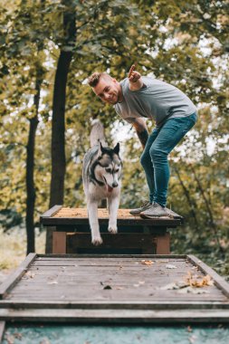 eğitmen atlama ile engel üzerinde husky köpek