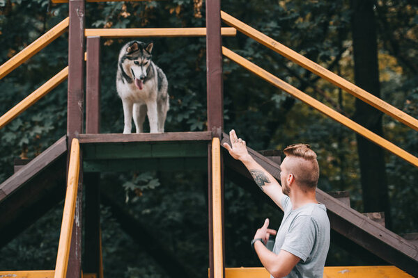 dog trainer with siberian husky dog on stairs obstacle  