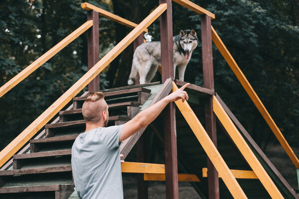cynologist pointing to siberian husky dog on stairs obstacle 