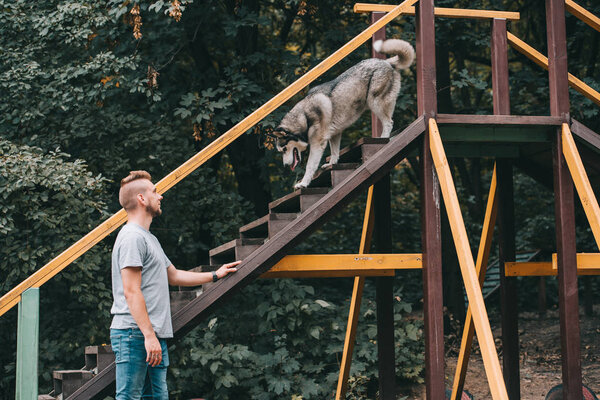 cynologist with obedient husky dog on stairs obstacle 