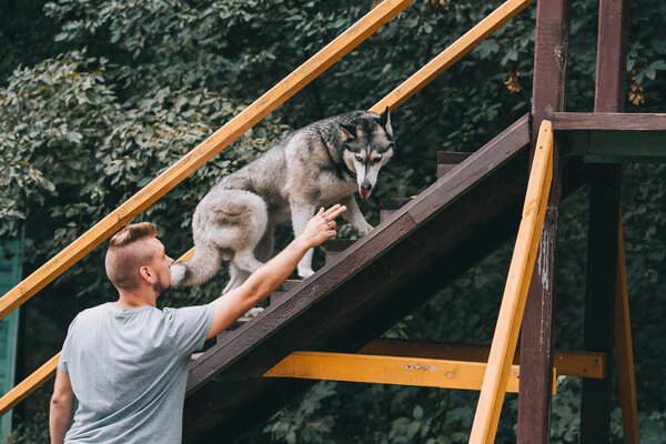 cynologist with siberian husky dog on stairs obstacle in agility trial