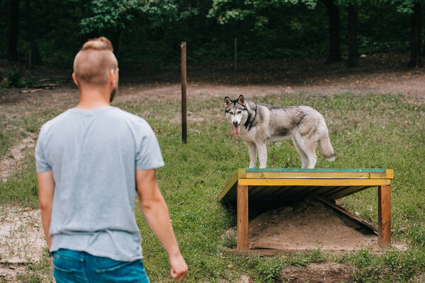 young man training with siberian husky on dog walk obstacle 