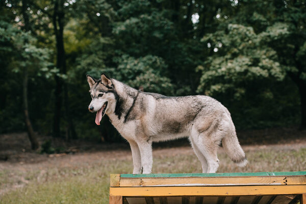grey husky dog on agility ground
