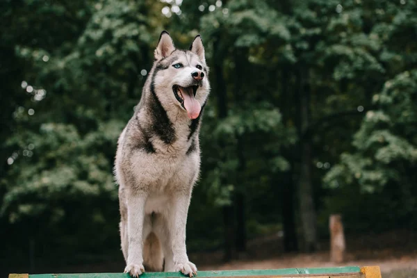 灰色西伯利亚哈士奇狗在公园 — 图库照片