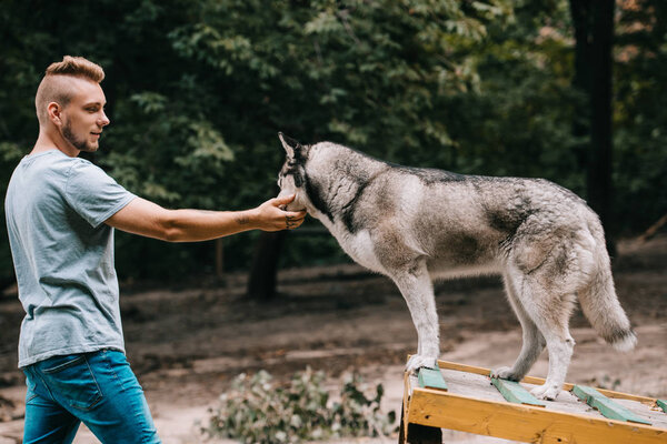 dog trainer working with siberian husky on dog walk obstacle 