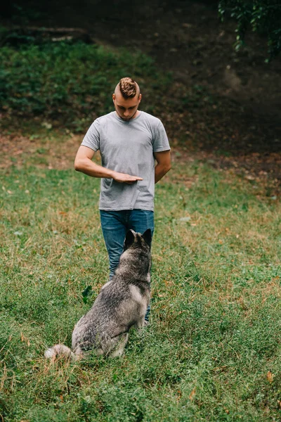 Homem Cão Husky Treinamento Stand Comando Com Gesto Mão — Fotografia de Stock