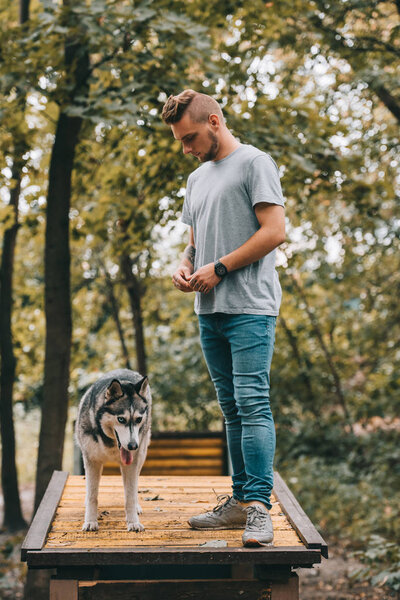 cynologist training siberian husky on dog walk obstacle 