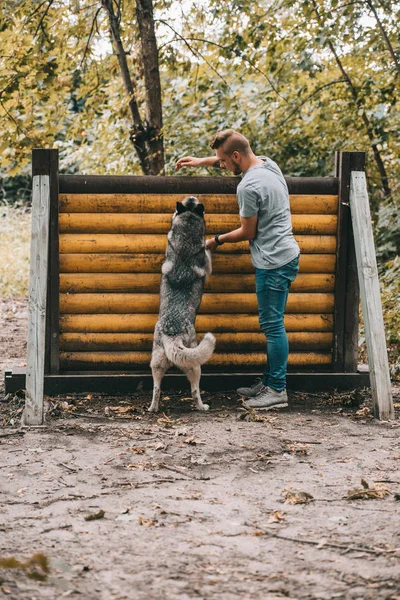 Siberian Dış Yapraklar Ile Engel Atlama Çalışan Antrenör Köpek — Stok fotoğraf