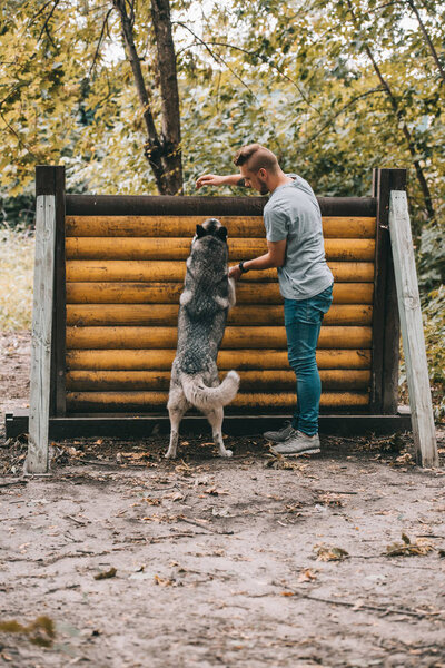 dog trainer working with siberian husky on jumping obstacle