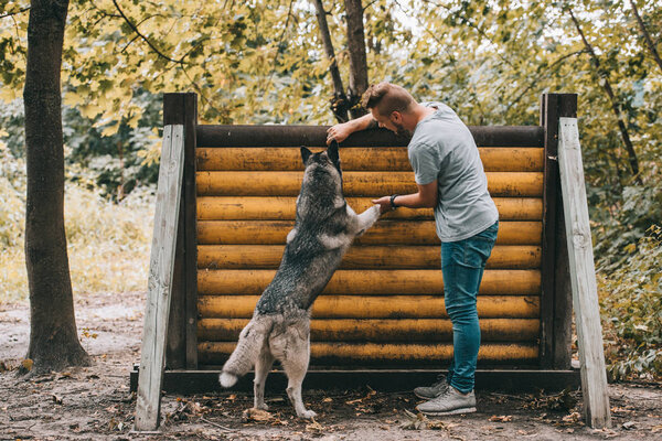 cynologist training with husky dog on jumping obstacle in agility trial