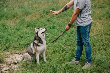 cropped view of man training command to sit while playing stick with obedient husky dog  clipart
