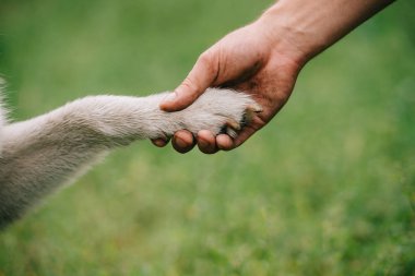 cropped view of man holding paw of dog, friendship concept clipart