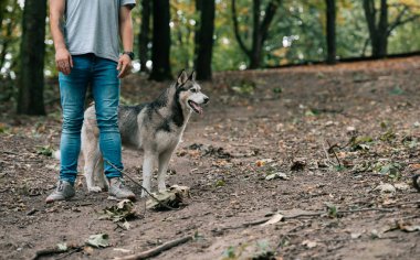 cropped view of man walking with siberian husky dog in forest clipart