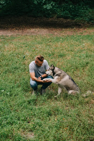 Ung Man Leker Med Siberian Husky Hund Parken — Gratis stockfoto