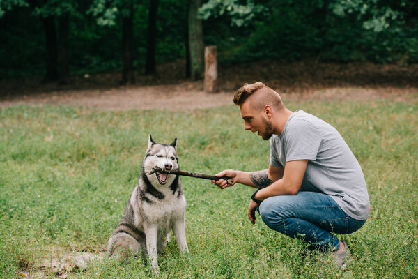 cynologist and siberian husky dog playing with stick 