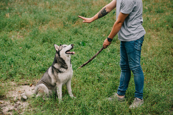 cropped view of man training command to sit while playing stick with obedient husky dog 