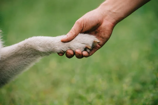 Abgeschnittene Ansicht Des Menschen Mit Pfote Des Hundes Freundschaftskonzept — Stockfoto