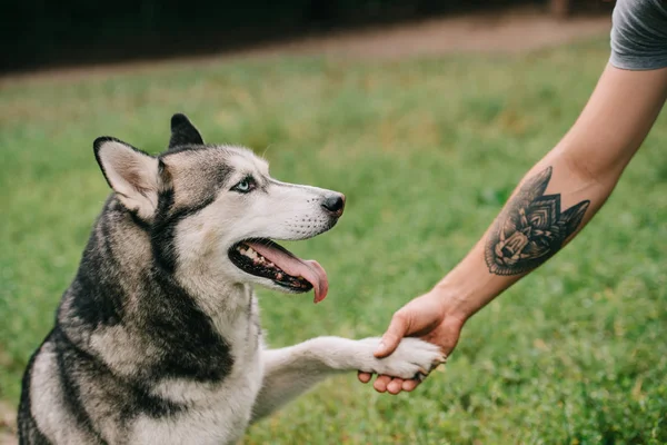 Siberian Husky Dog Giving Paw Man — Stock Photo, Image