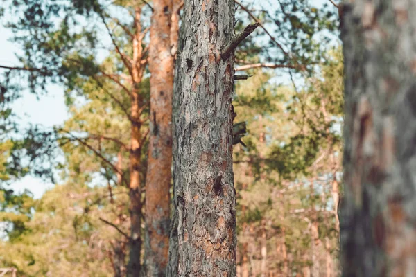 소나무 숲에서의 닫습니다 — 스톡 사진