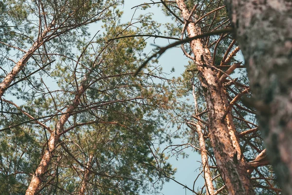 Vista Inferior Los Pinos Bosque Día Verano — Foto de Stock