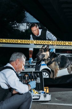 mature policeman sitting with case for investigation tools while his colleague with alsatian on leash standing near corpse in body bag at crime scene clipart