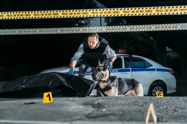 Polizist Mittleren Alters Hält Schäferhund Tatort Der Leine Mit Leiche — Stockfoto