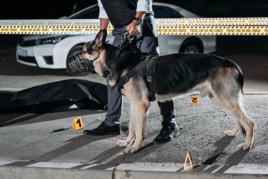 Polis holding alsatian köpek çizgi ceset torbası içinde ceset ile olay yerinde çapraz leash üzerinde kırpılmış görüntü 