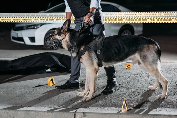 Imagen Recortada Policía Sosteniendo Perro Alsaciano Con Correa Cerca Línea —  Fotos de Stock